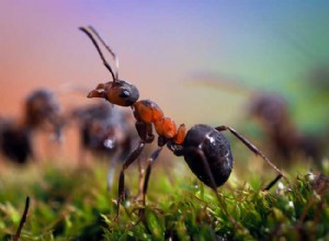 Soñar con hormigas:significado simbólico e interpretaciones