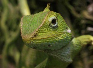 ¿Qué significa si sueñas con lagartijas?