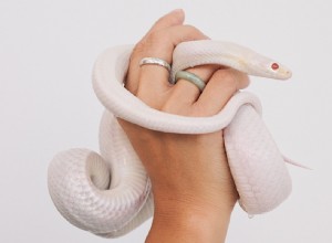 Sueña con una serpiente blanca