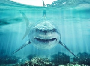 Significado de soñar con Tiburones 