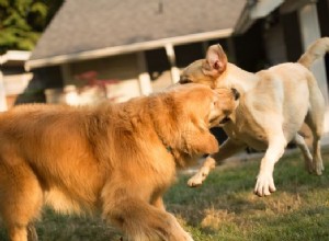 Mimpi Anjing Menyerang Anjing Lain Artinya