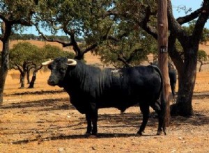 Soñar con un toro – Significado e interpretación de los sueños