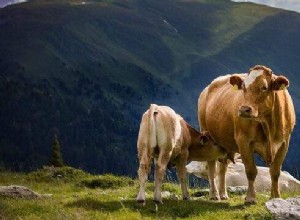 Soñar con una vaca:interpretaciones de los sueños