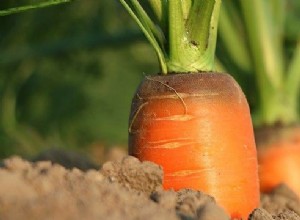 Sognare una carota:significato e interpretazione