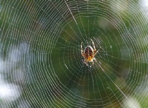 DRØMME OM AT SE COBWEBS