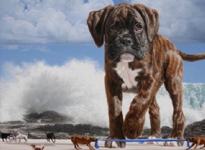 Soñar con un animal persiguiéndome