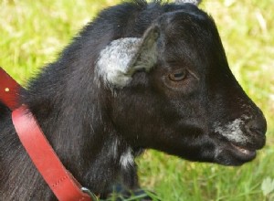 黒い動物の夢を見る