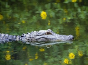 Cocodrilo – Significado y simbolismo de los sueños