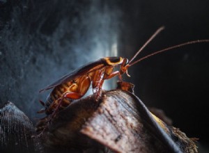 Cucaracha – Significado y simbolismo de los sueños