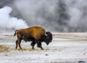 Buffle – Signification et symbolisme des rêves