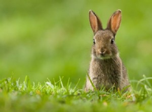 Králík – význam snu a symbolika