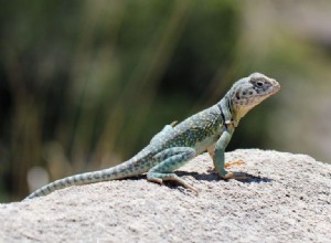 Lagarto – Significado y simbolismo de los sueños