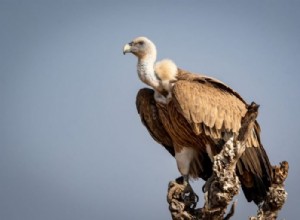 Buitre – Significado y simbolismo de los sueños