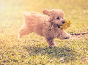 Cachorro – Significado y simbolismo de los sueños