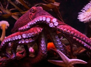 Pulpo – Significado y simbolismo de los sueños