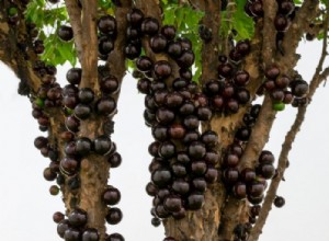 Jabuticaba – Significado y simbolismo de los sueños