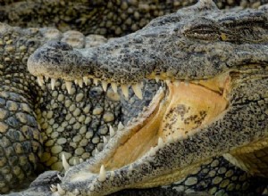 Qu est-ce que cela signifie de rêver de crocodiles ?