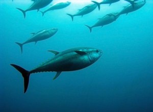 海の夢を見る意味は?